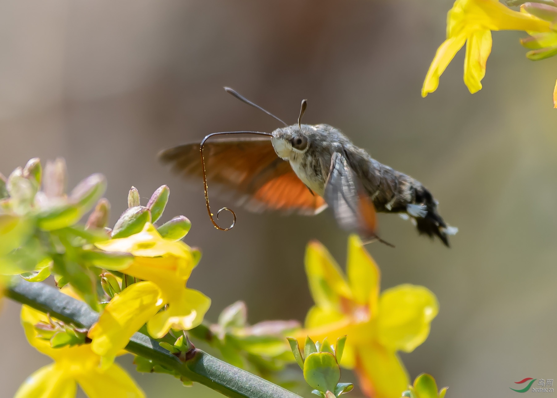 DSC_7209-ps.jpg