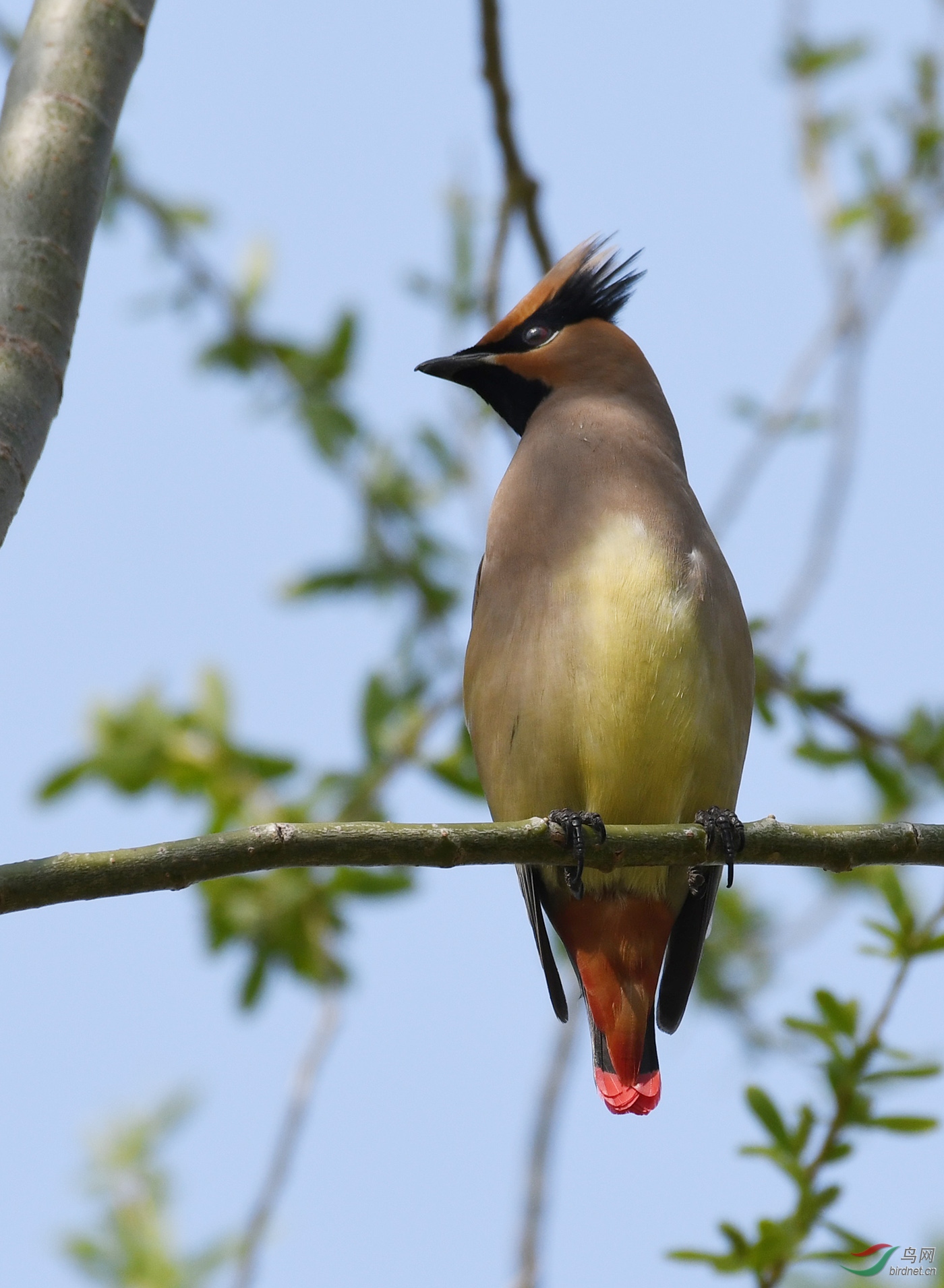 ������Ӱ 433����.jpg