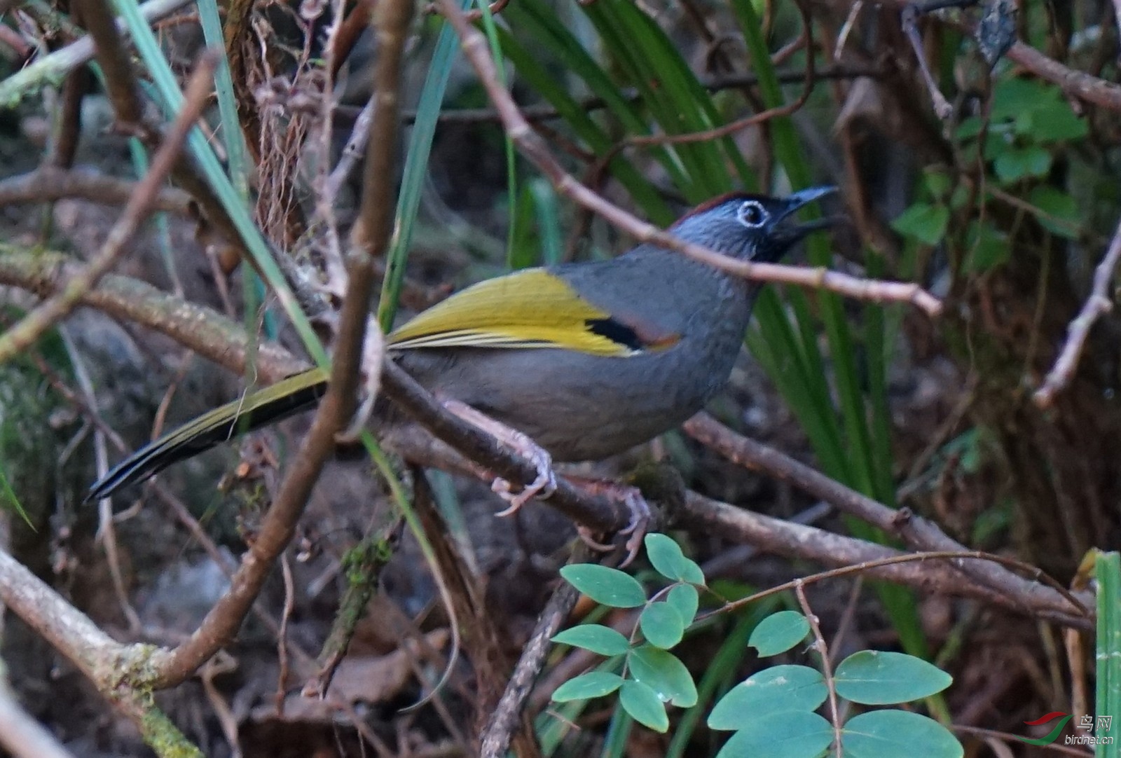 DSC02643-2.jpg