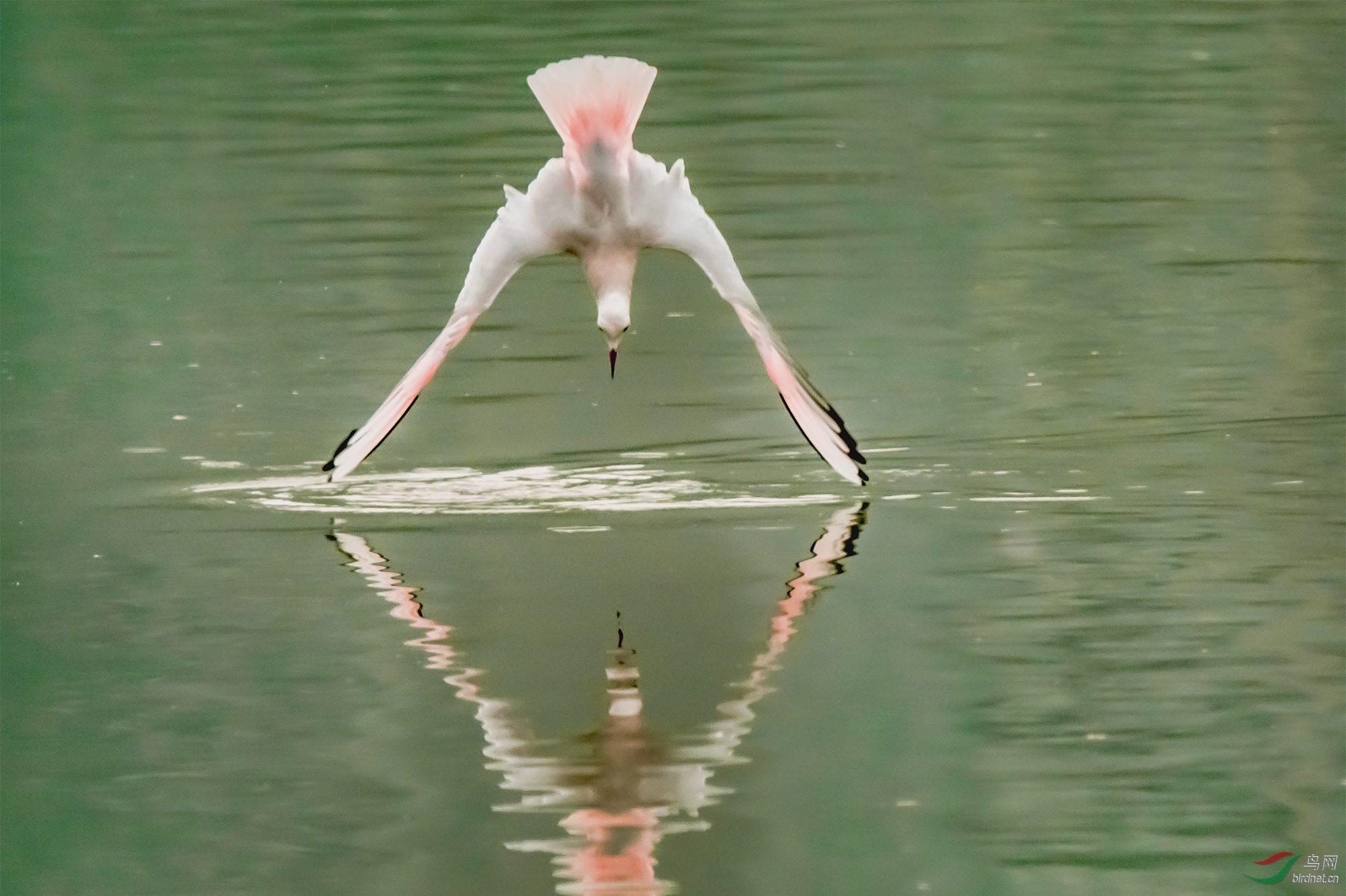 ϸ��Ÿ���a��ĿŸ�Ʋ�ͷŸ�������ࡣ���͵�Ÿ�����ͺ���ɫ��δ����򶬼��ĺ���Ÿ���ơ�Ұ�������Ƕ�ͣ��� ...