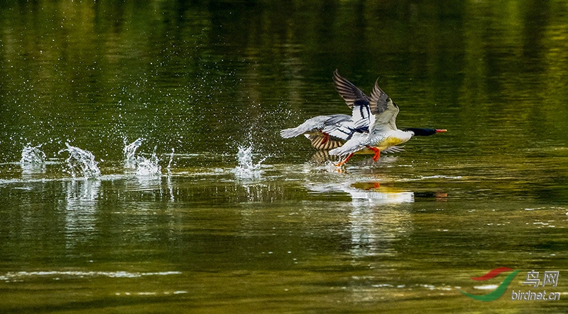 DSC_2575.jpg