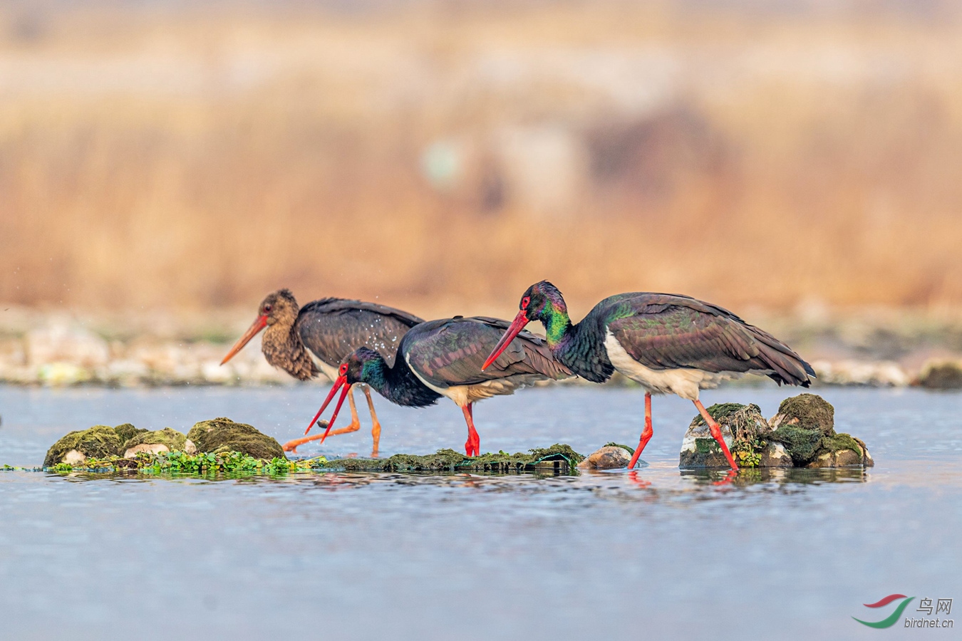 _DSC6232N _����.jpg