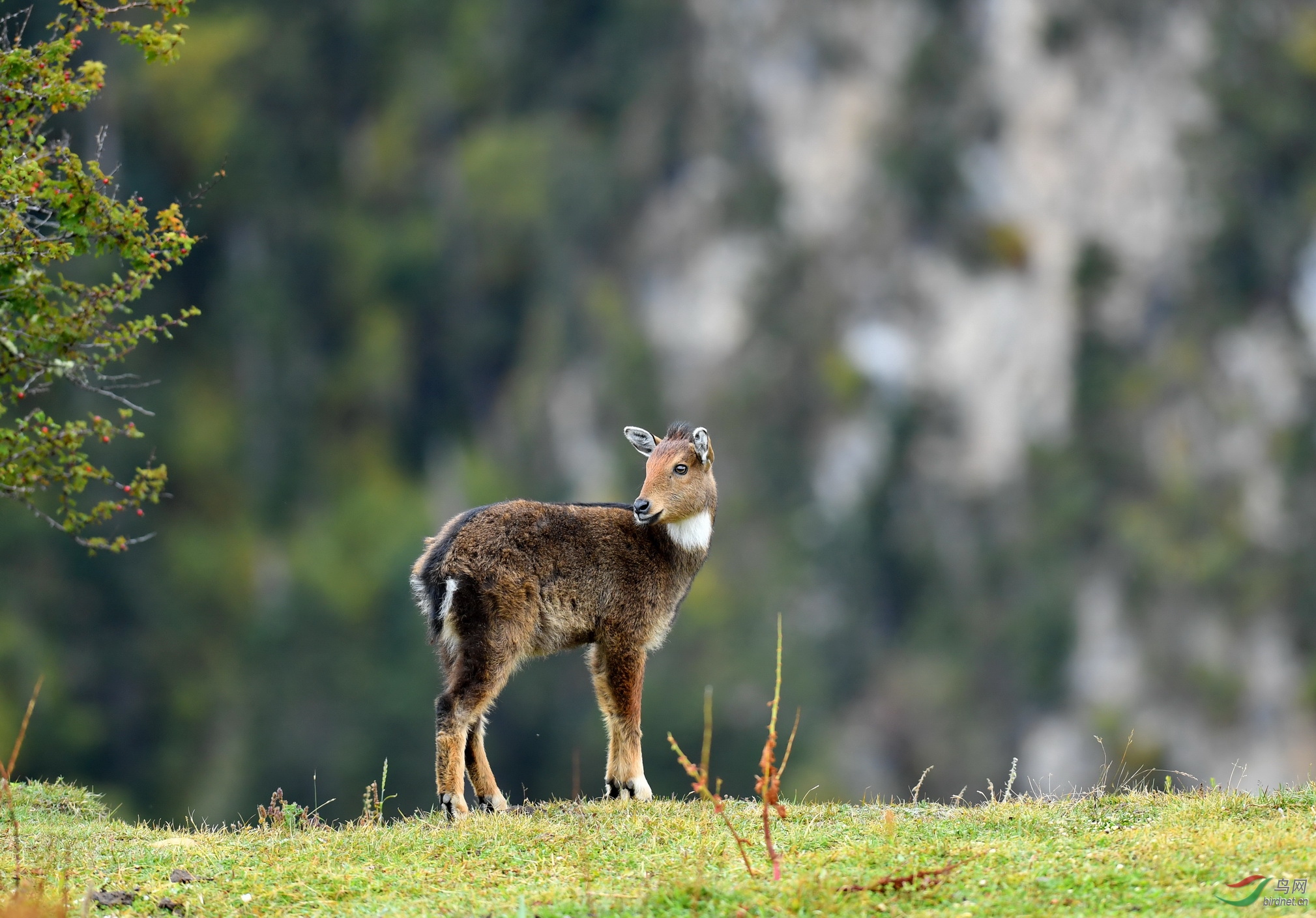 萌宝宝~~藏黑斑羚