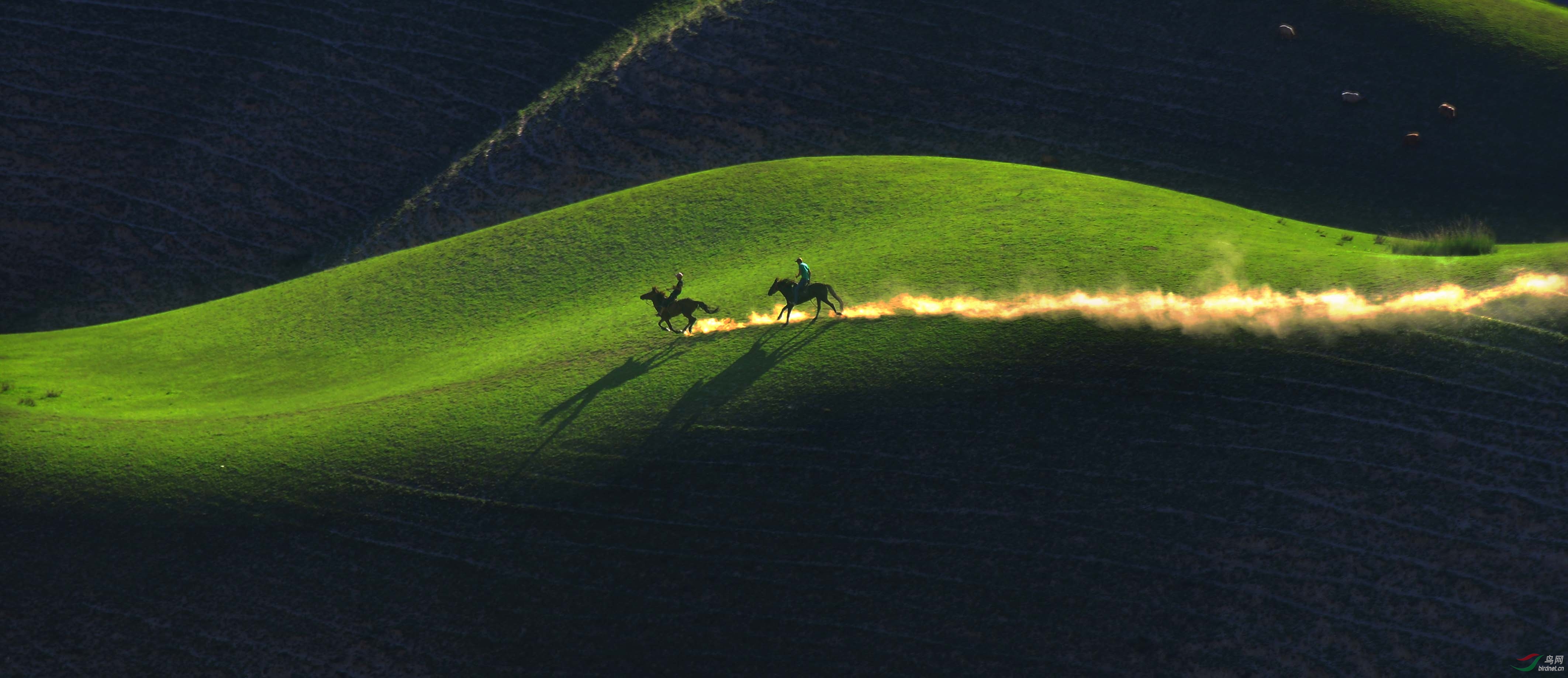 策马奔驰(祝贺野鸽子老师荣获综合首页精华)