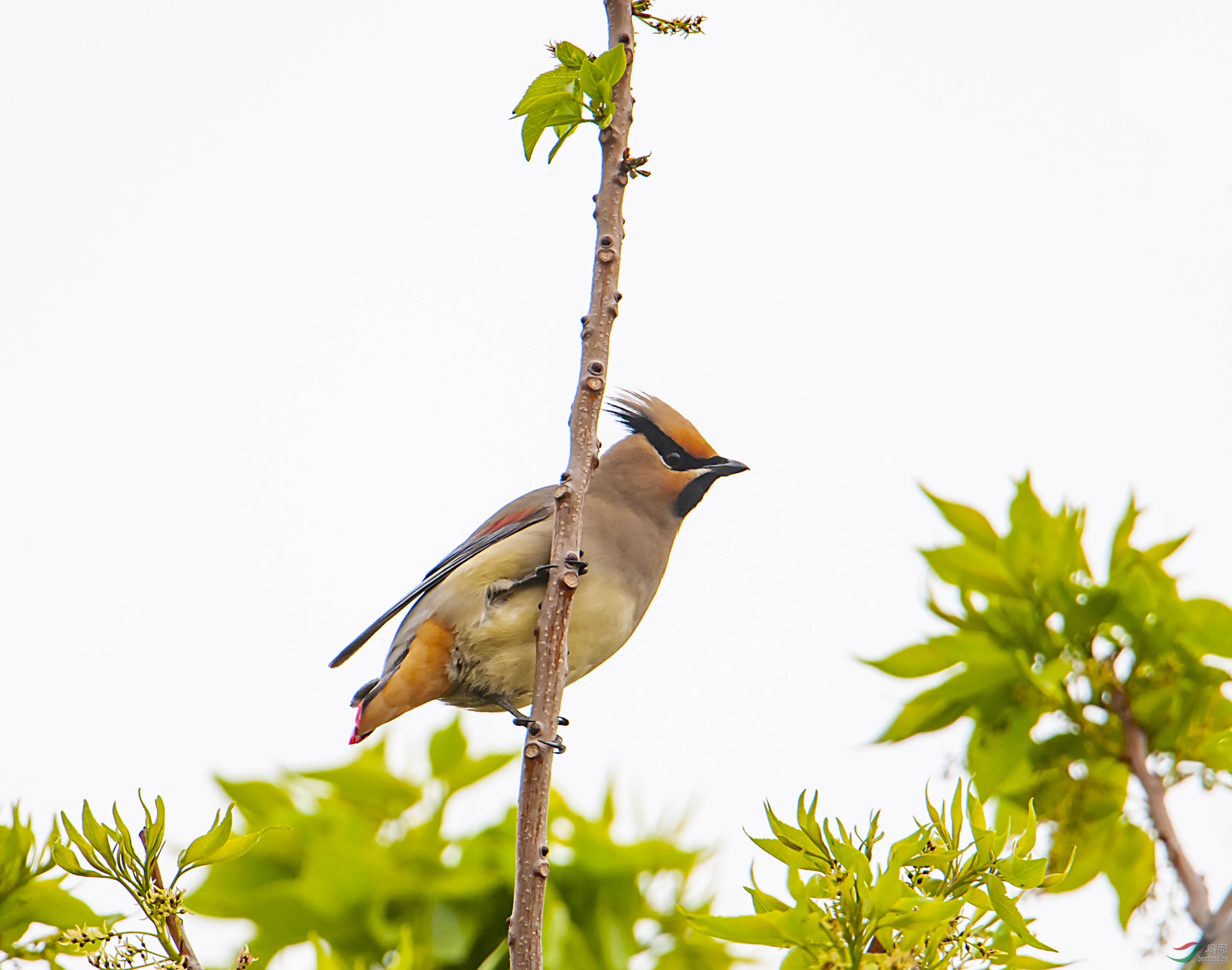 清明时节来了太平鸟