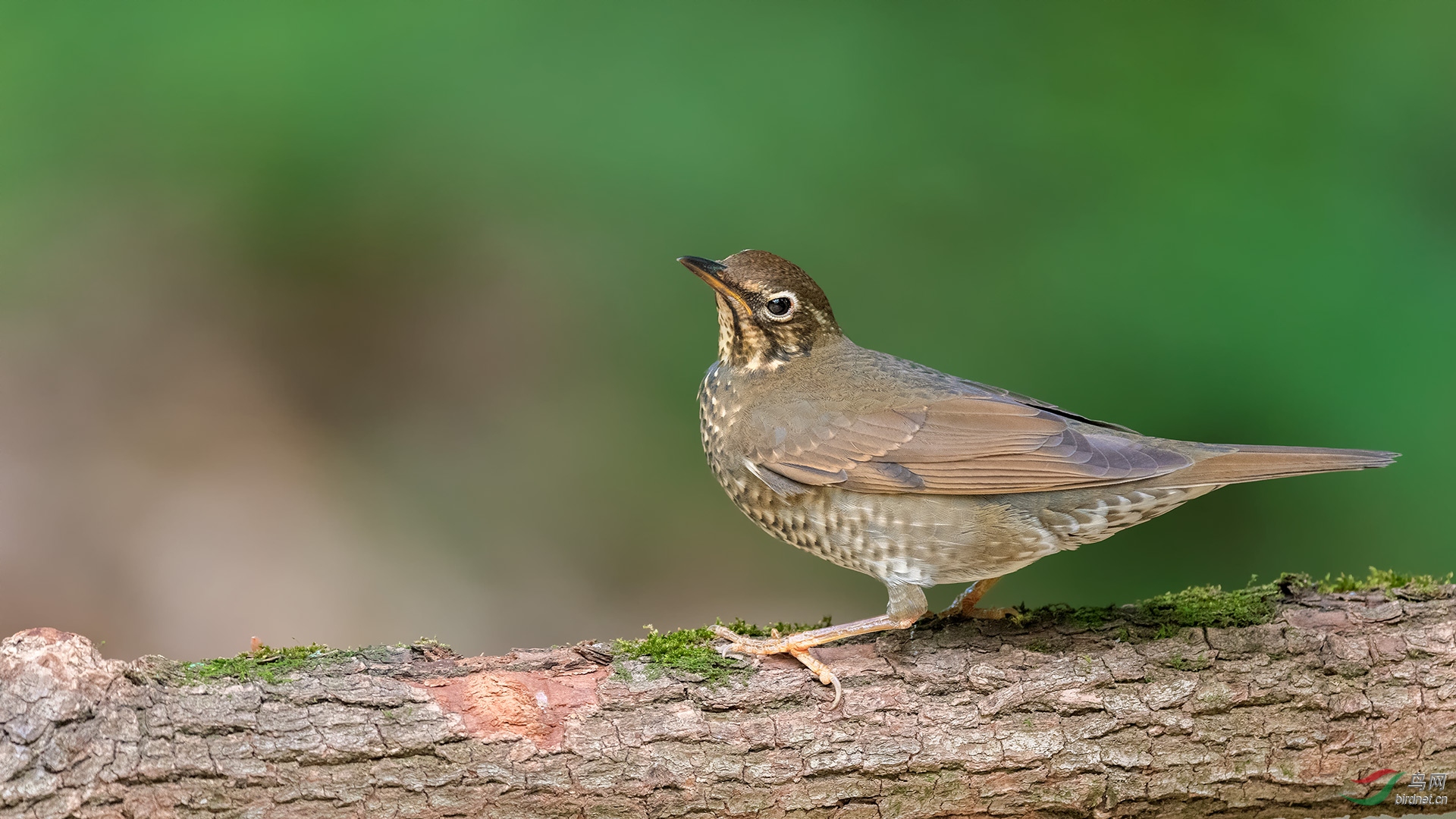 _DSC9920-1.jpg