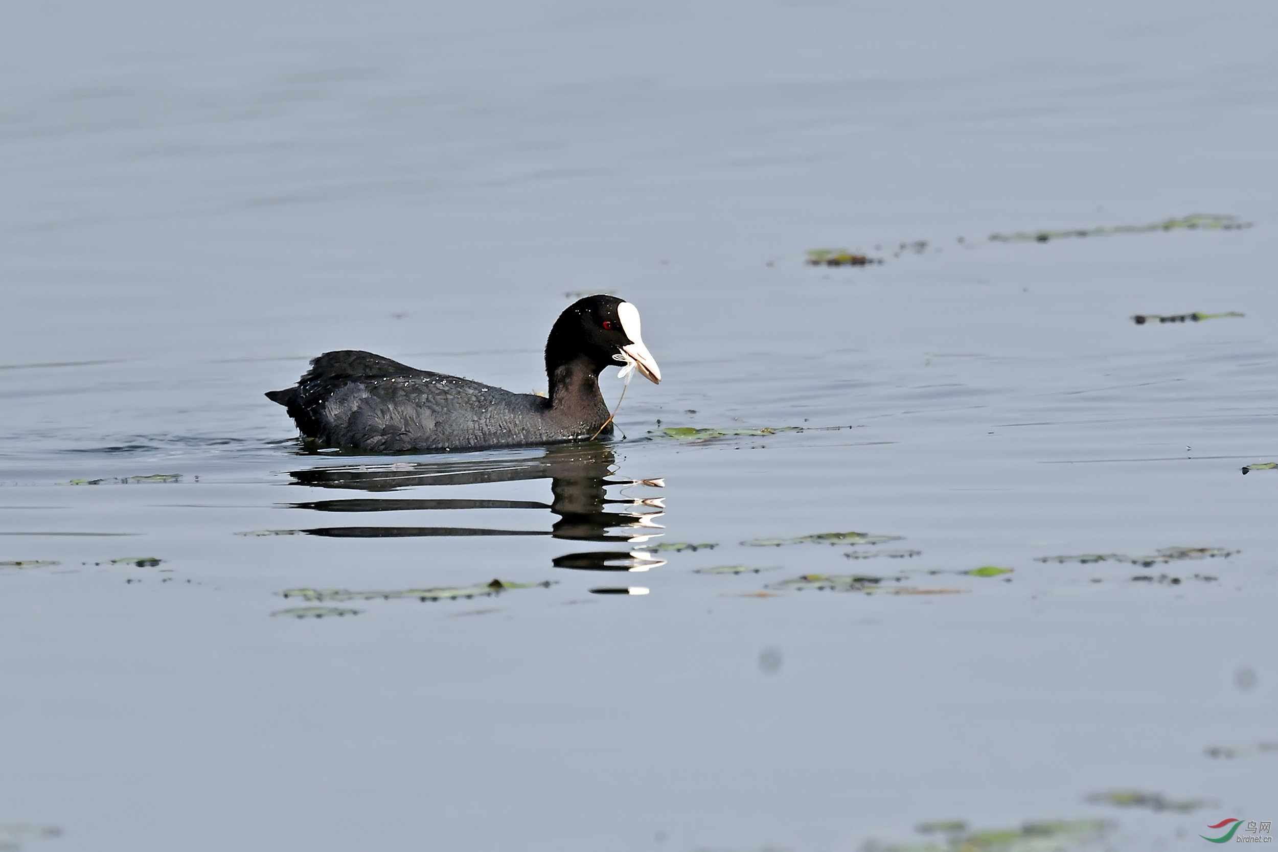 DSC_1453.jpg