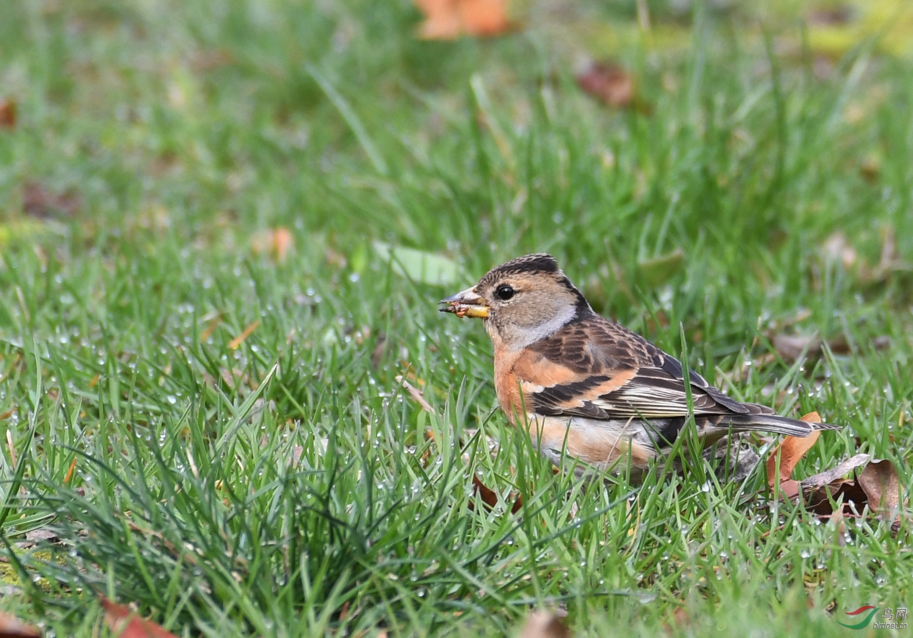 ������Ӱ 1257����.jpg