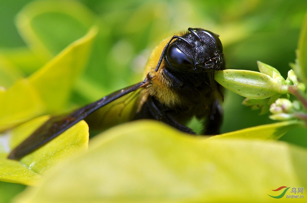 黑地蜂 种类图片