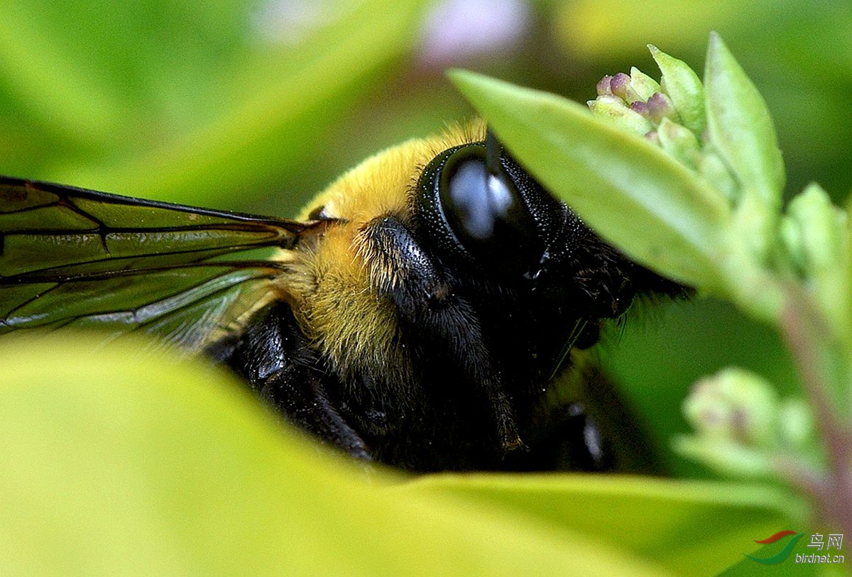 草叶下的黑头土蜂