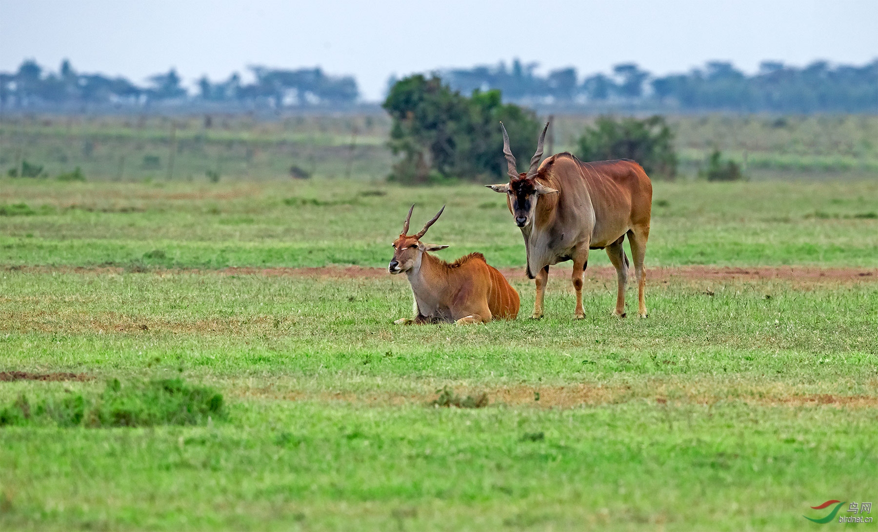 非洲旋角大羚羊