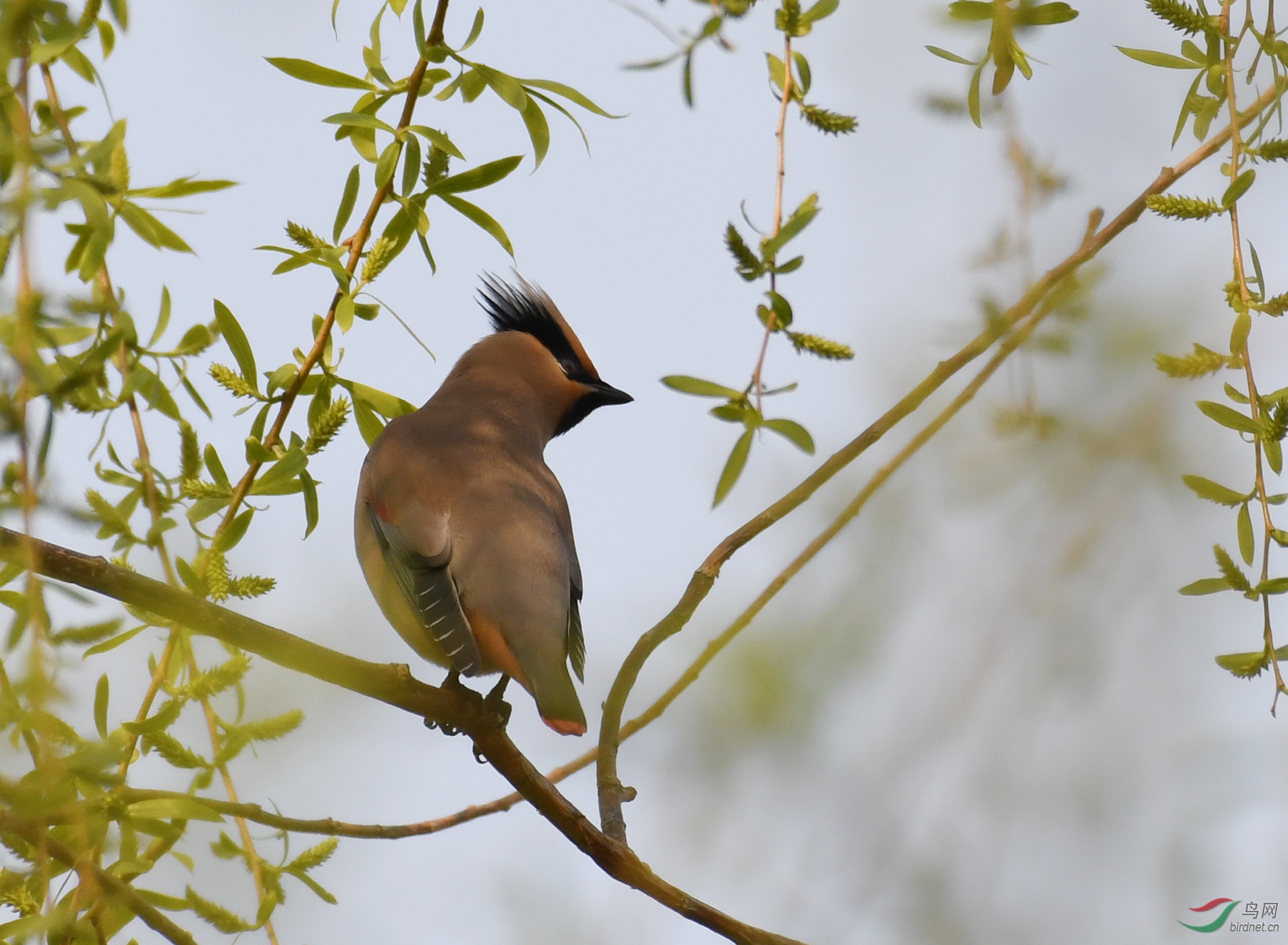 ������Ӱ 047����.jpg