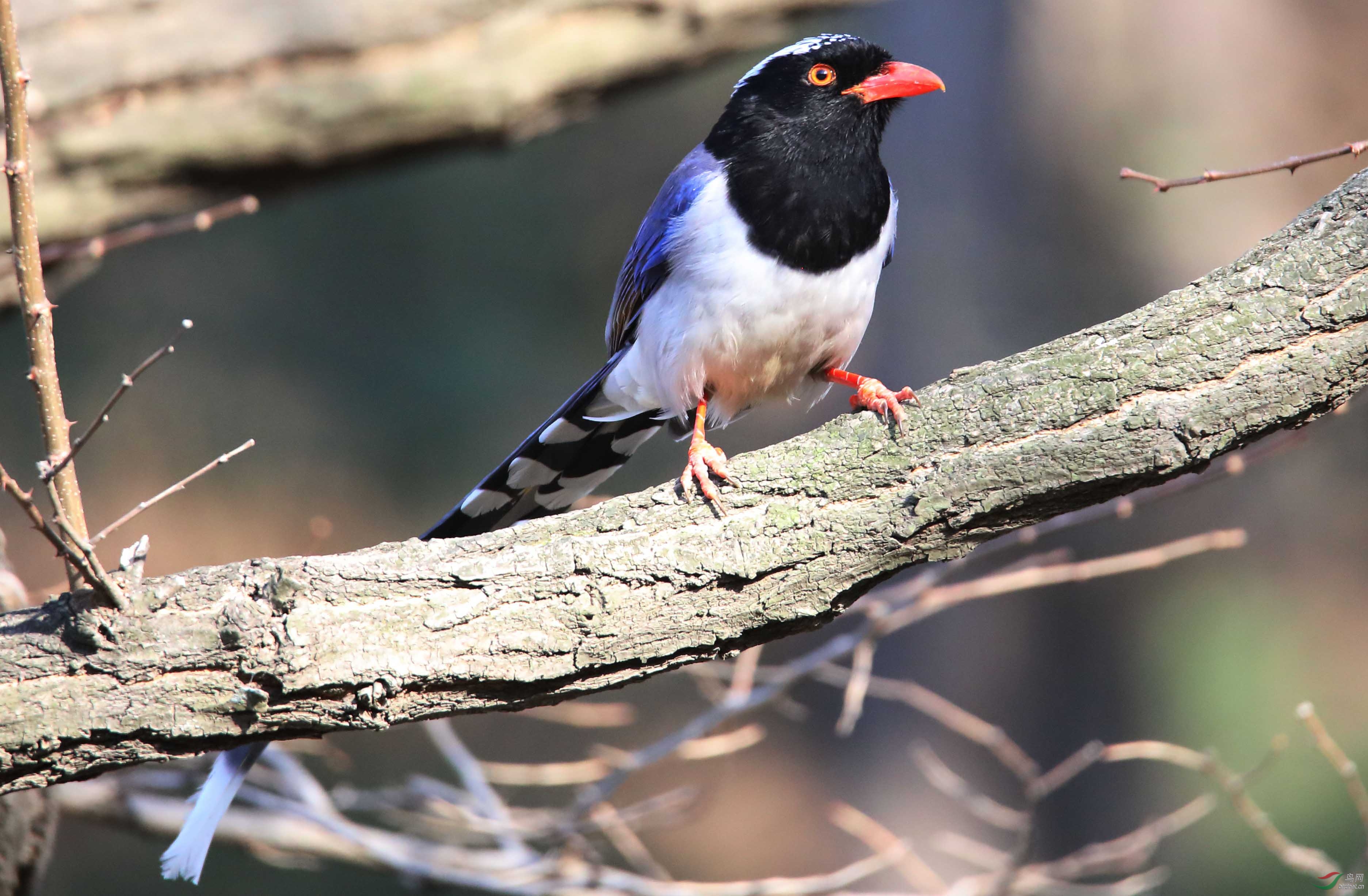 红嘴蓝鹊-展望