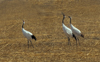 1 (8).JPG