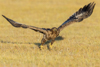 1 (69).JPG