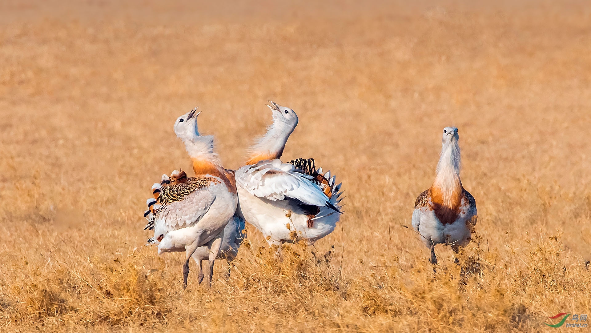 DSC_7055-5.jpg