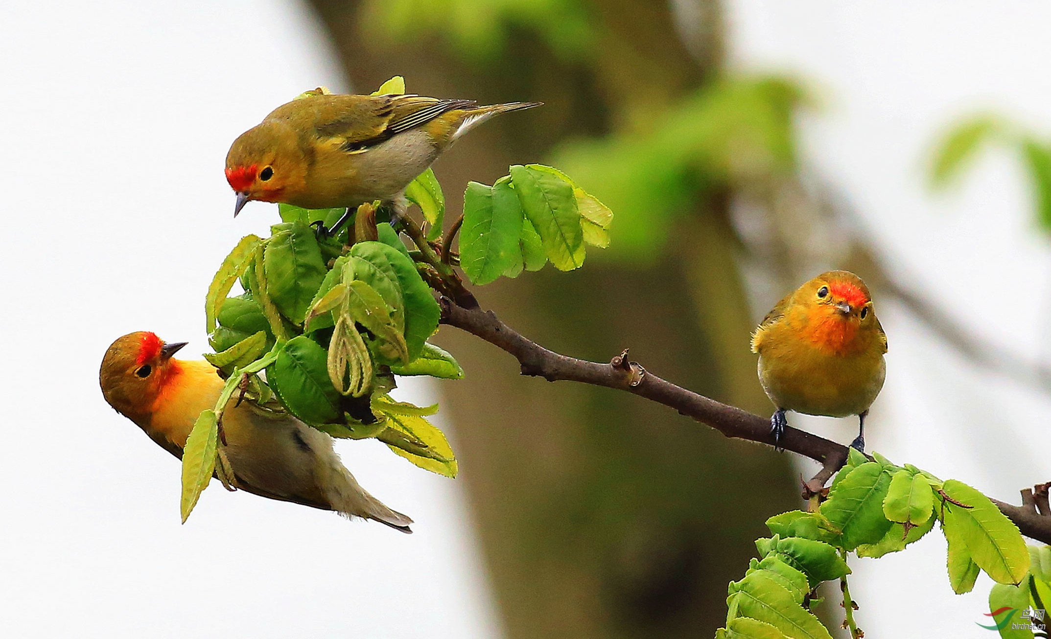 三鸟同枝忙觅食