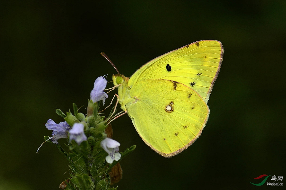 _DSC4024.jpg