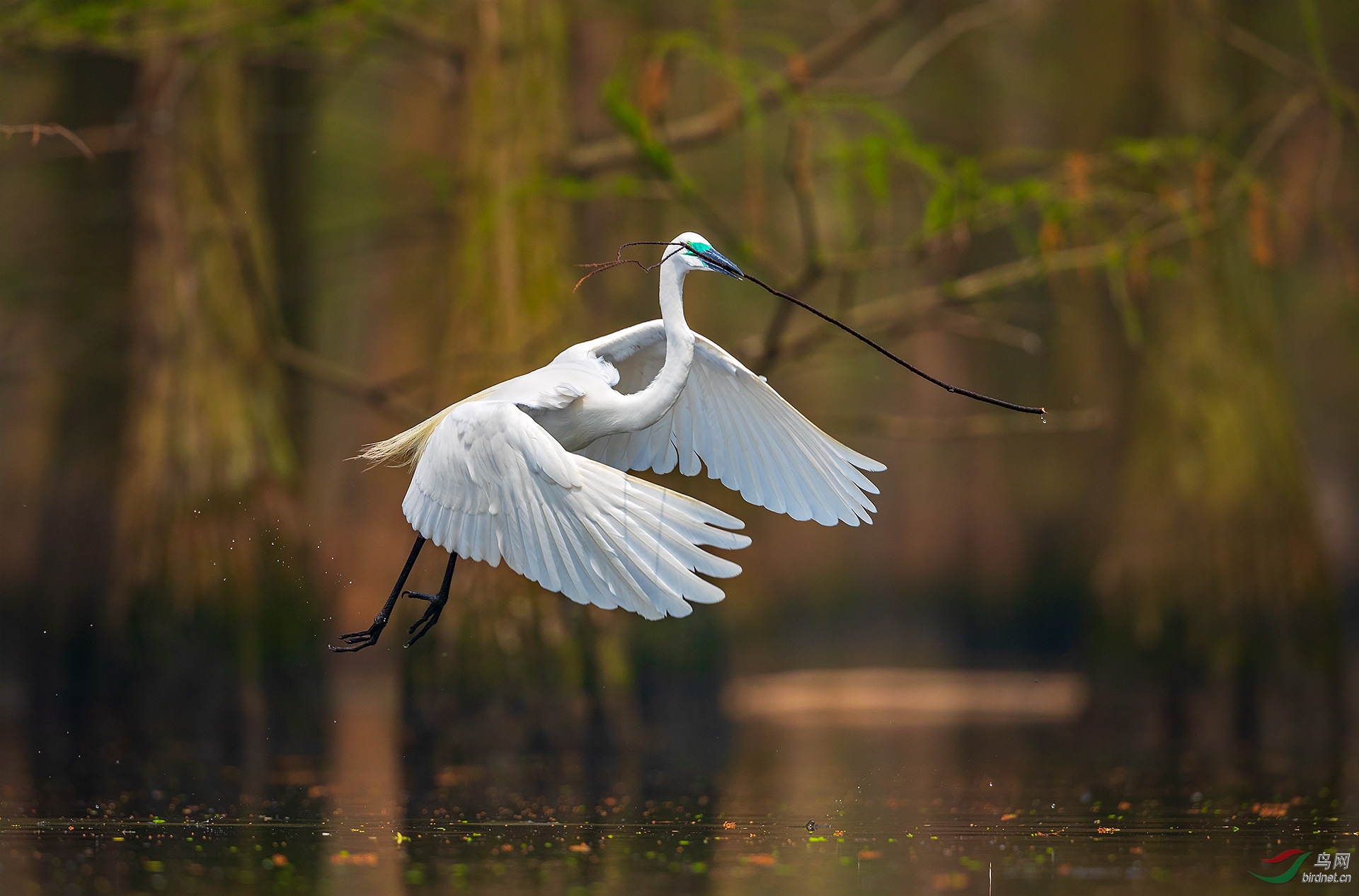 又到衔枝筑巢时