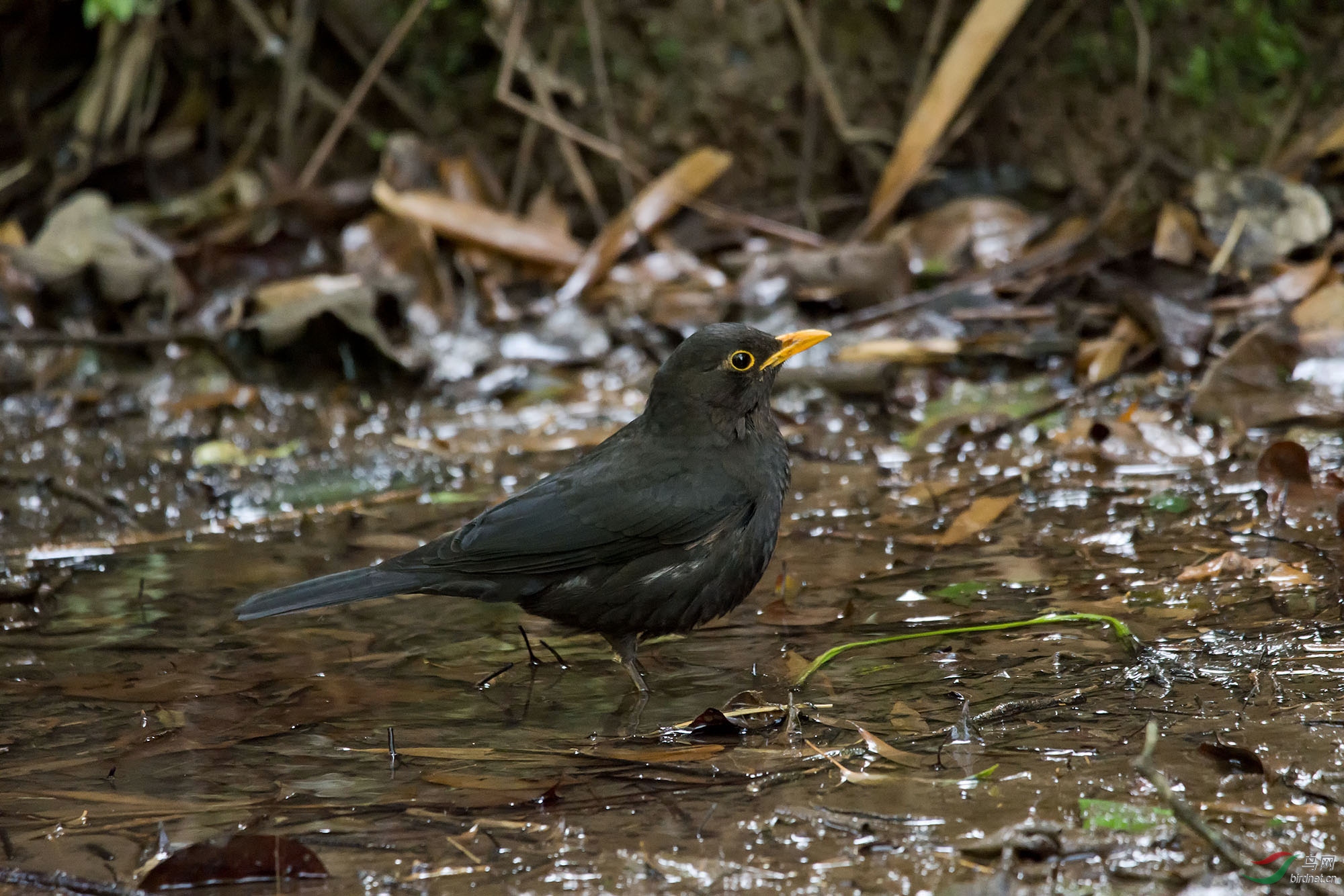 DSC_1243.jpg