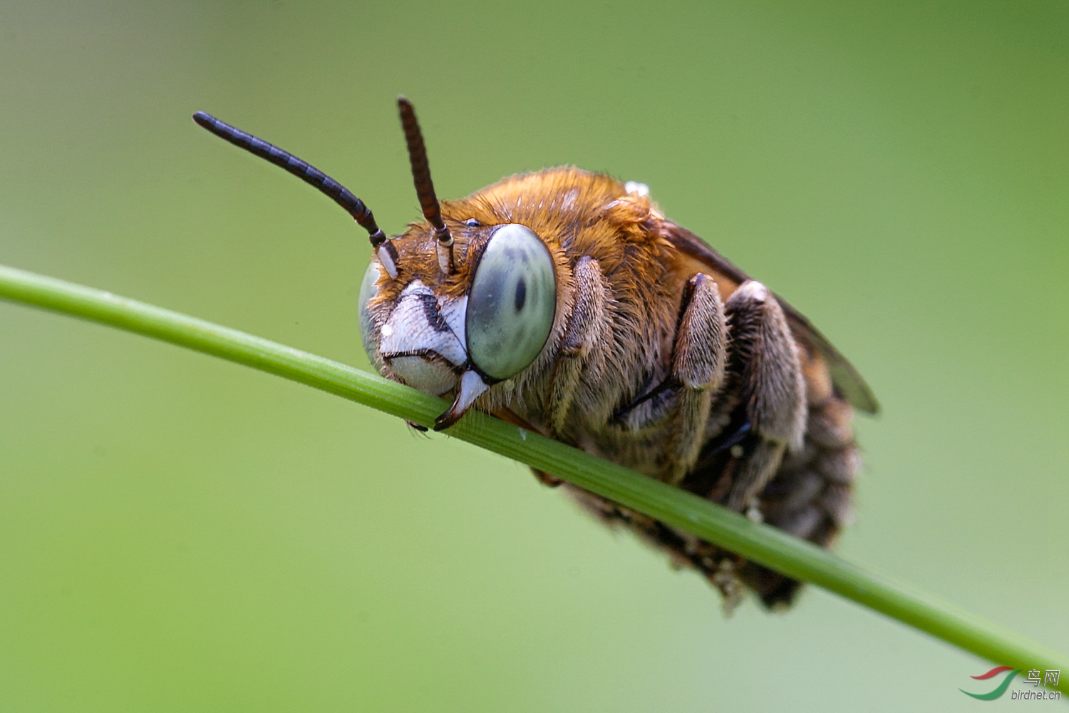 长角蜂