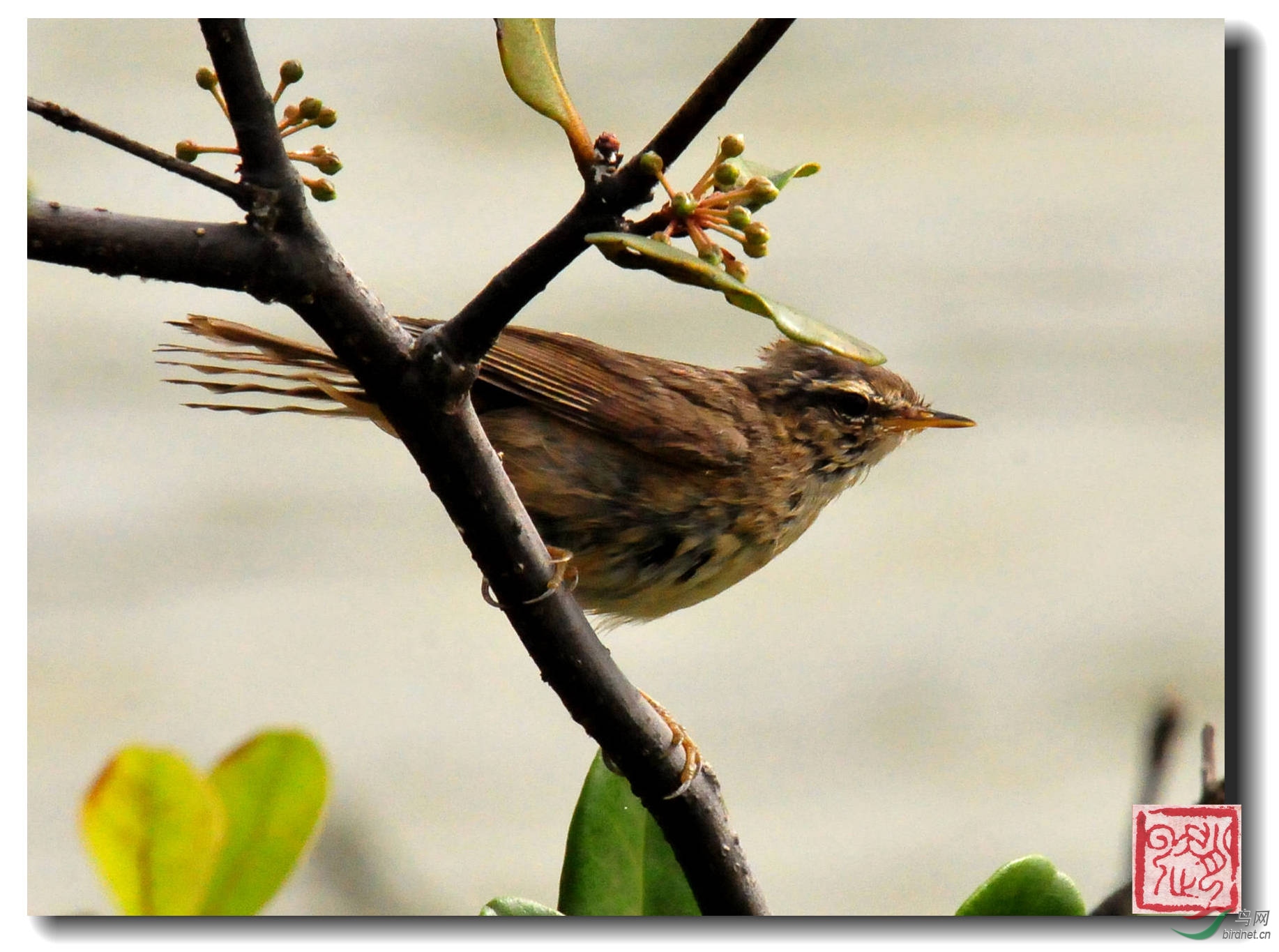 褐柳鶯duskywarblerphylloscopusfuscatus