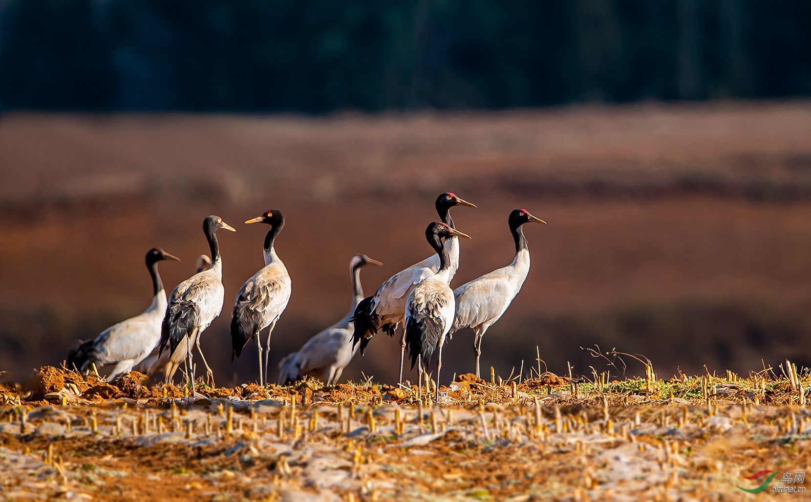 念湖:田地里的黑颈鹤群
