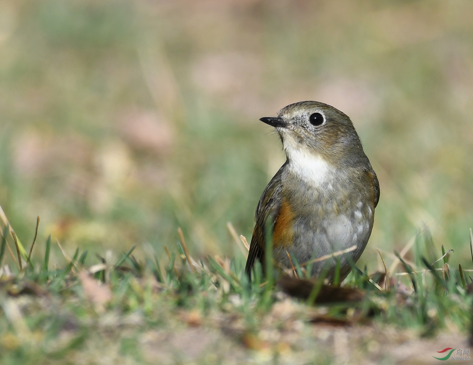 ������Ӱ 1846����.jpg