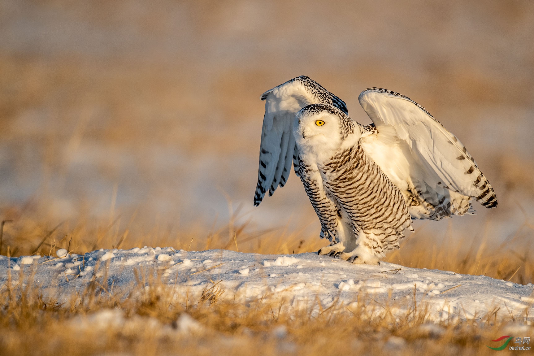 _DSC3257_1.JPG