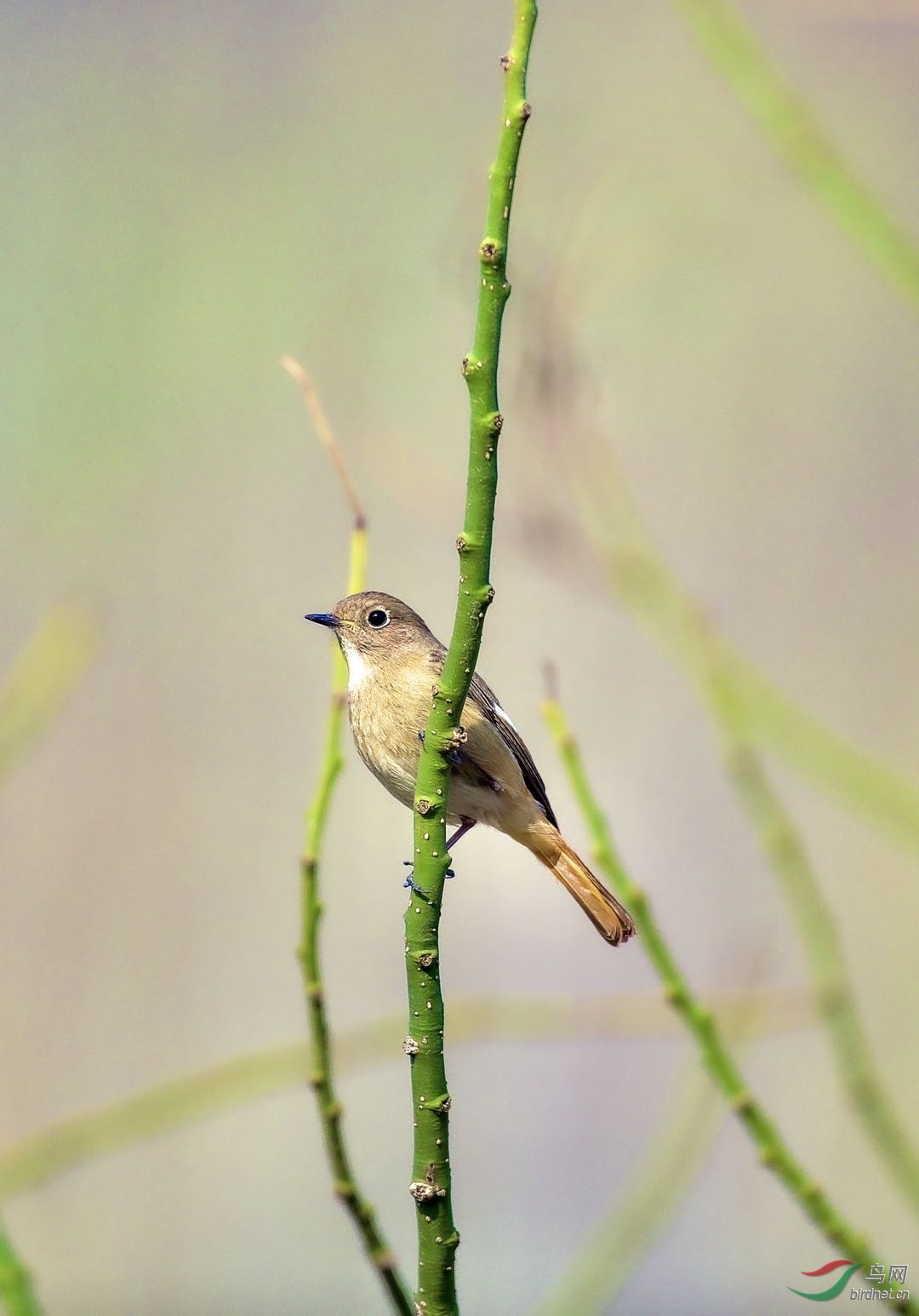 ����ɽ��β�