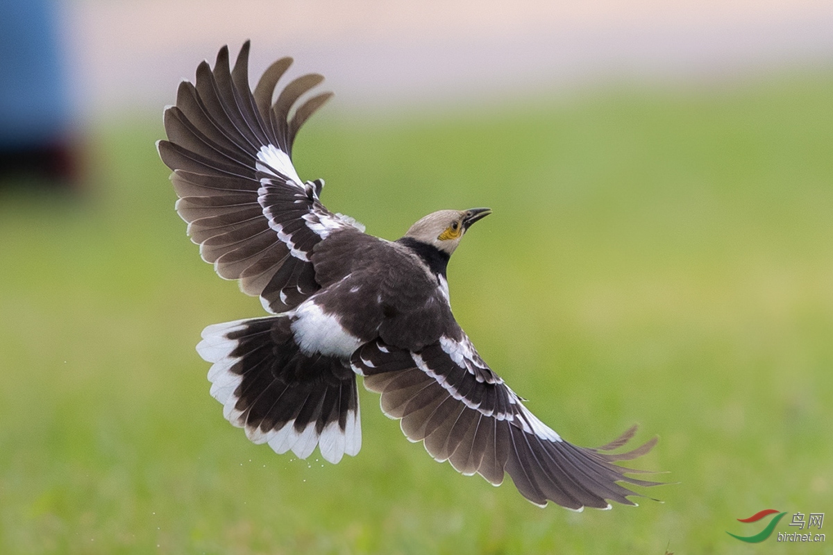 黑领椋鸟图片图片