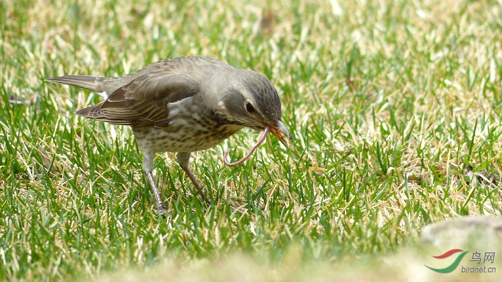 黑颈鸫吃蚯蚓的三部曲
