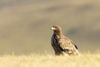 1 (50).JPG