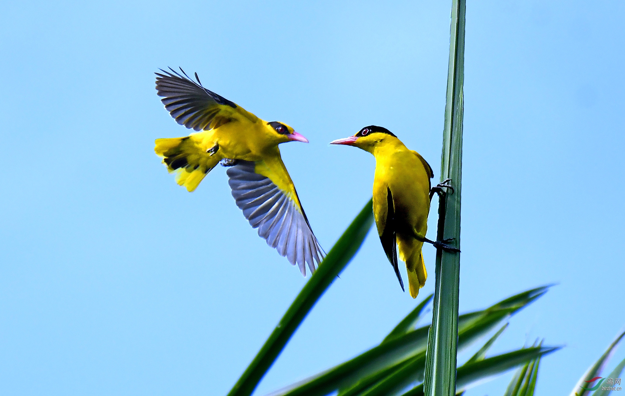 我回来了(黑枕黄鹂)
