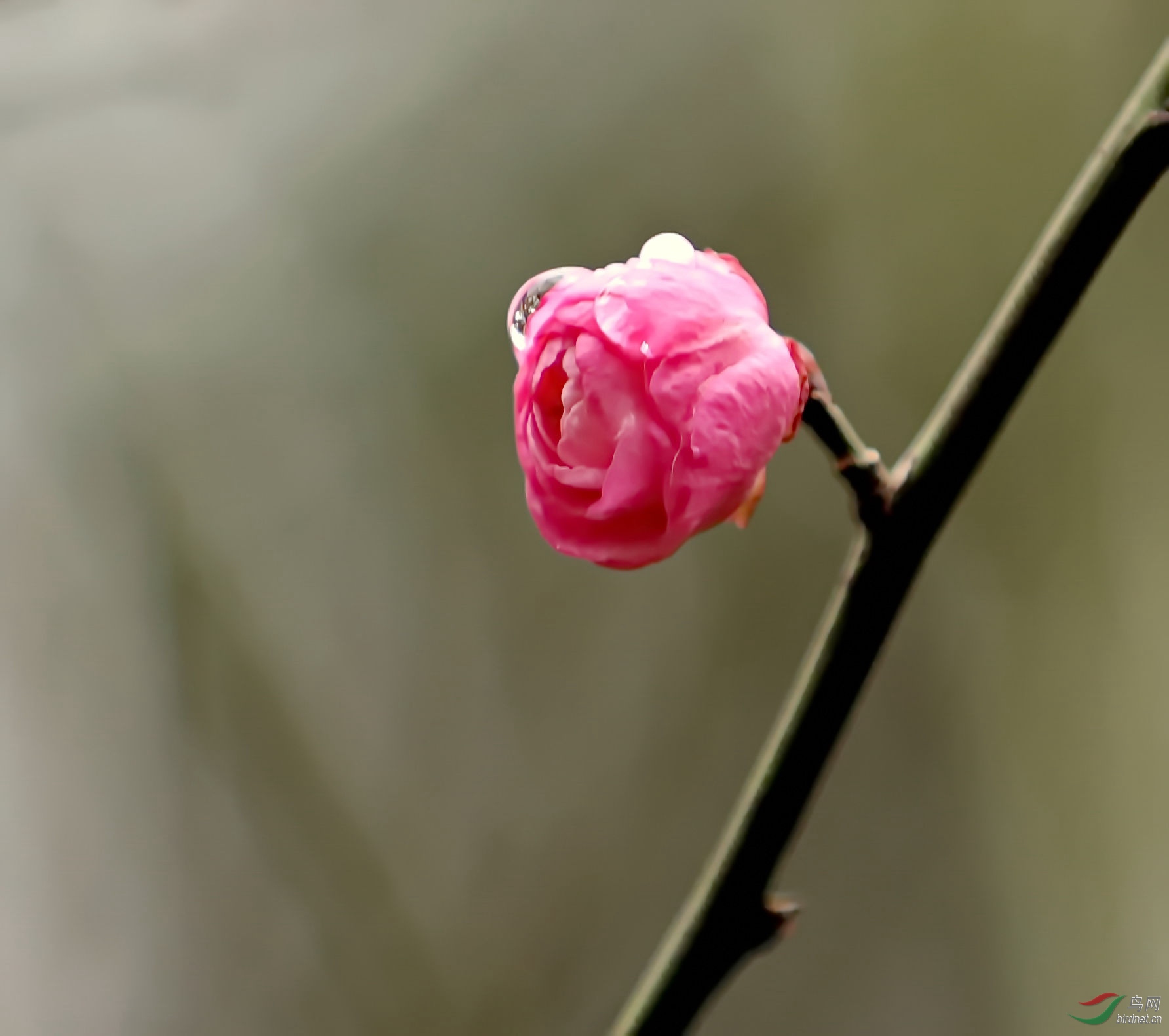 微信一枝花图片图片