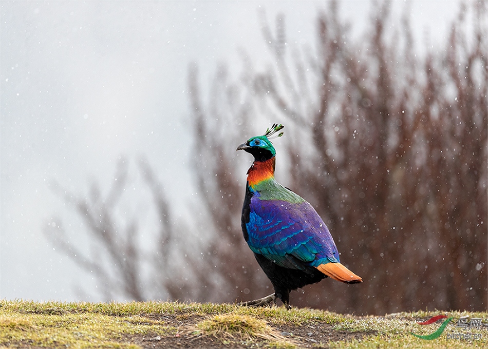 ��β����