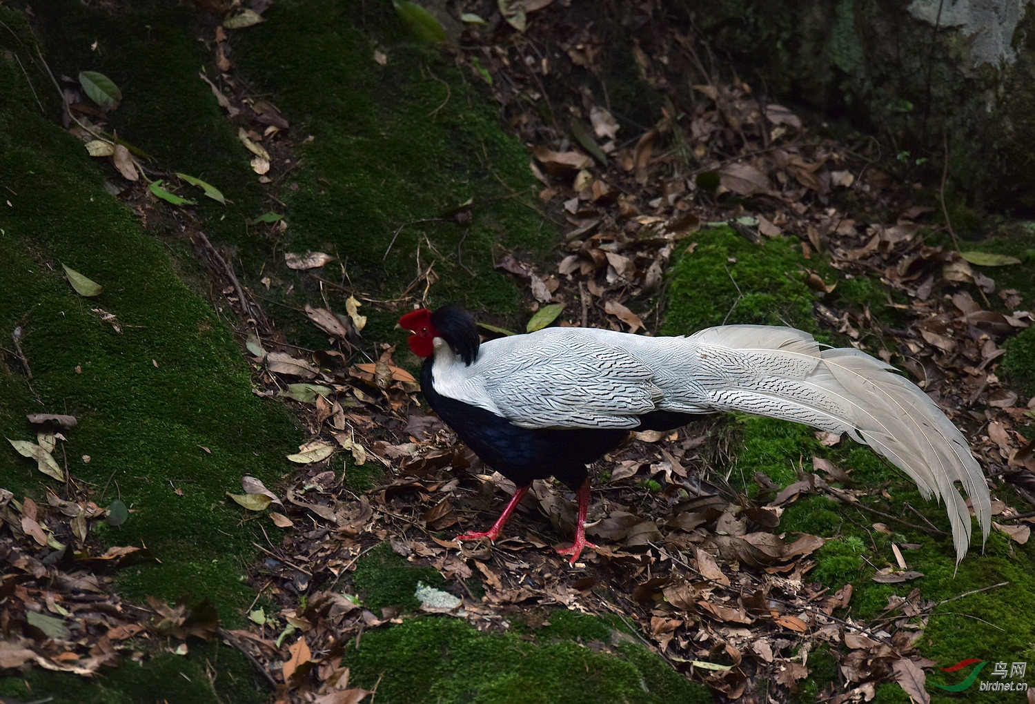 D8I_1175.jpg