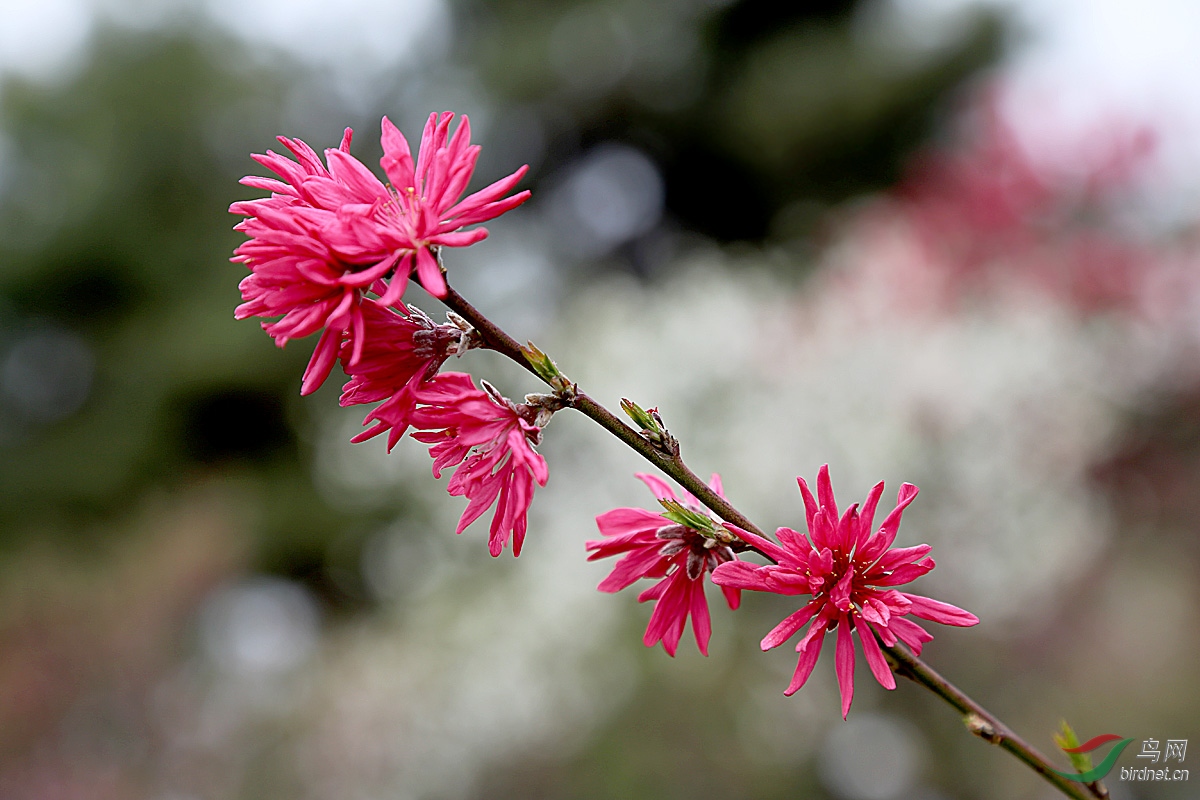 菊花桃