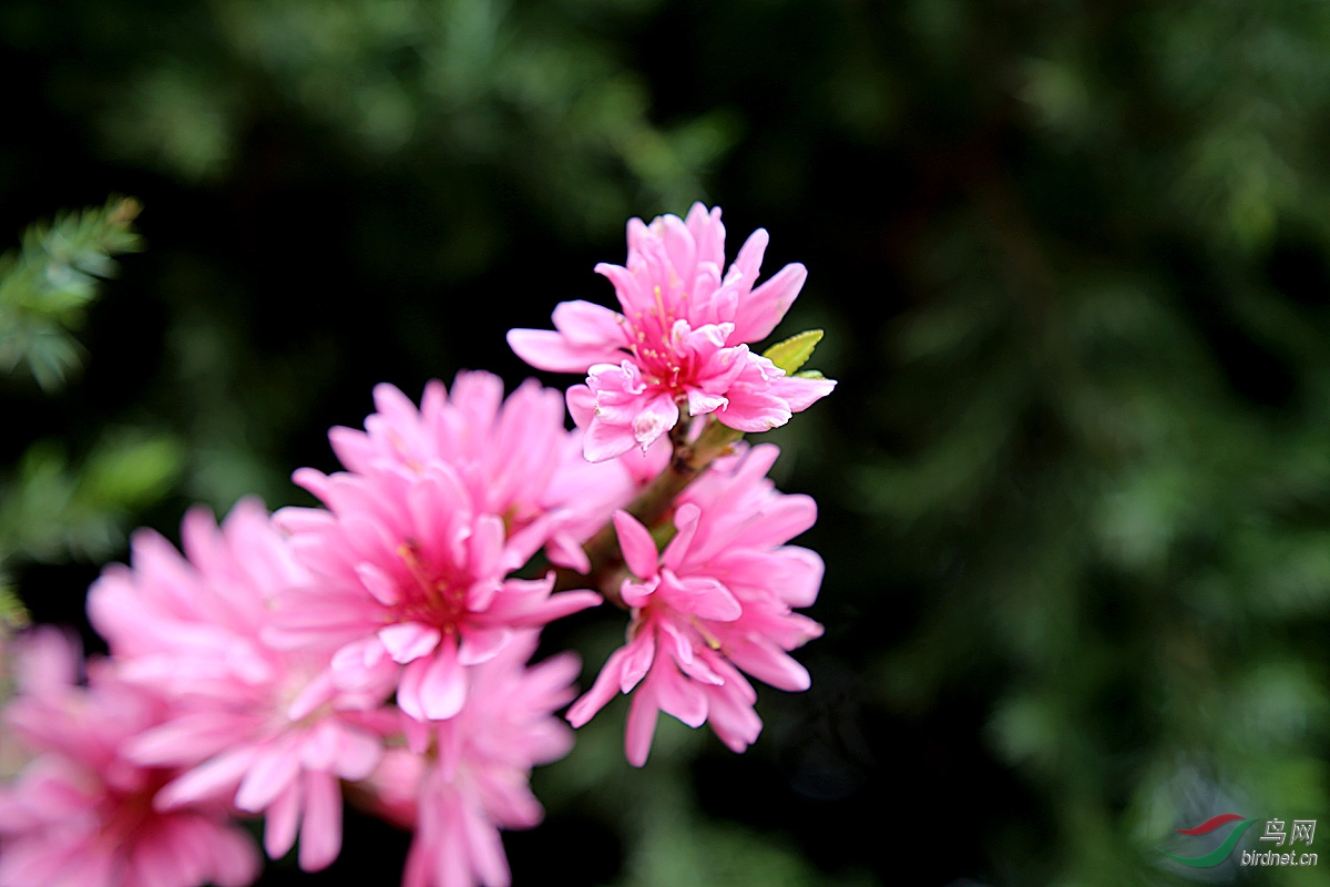 菊花桃