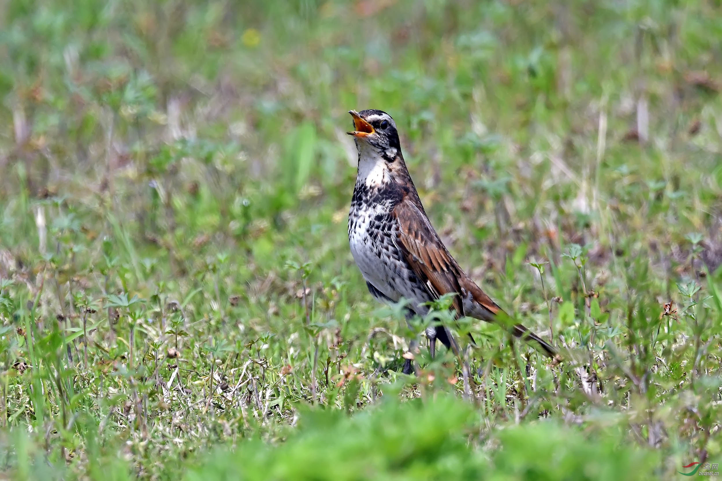DSC_3182.jpg