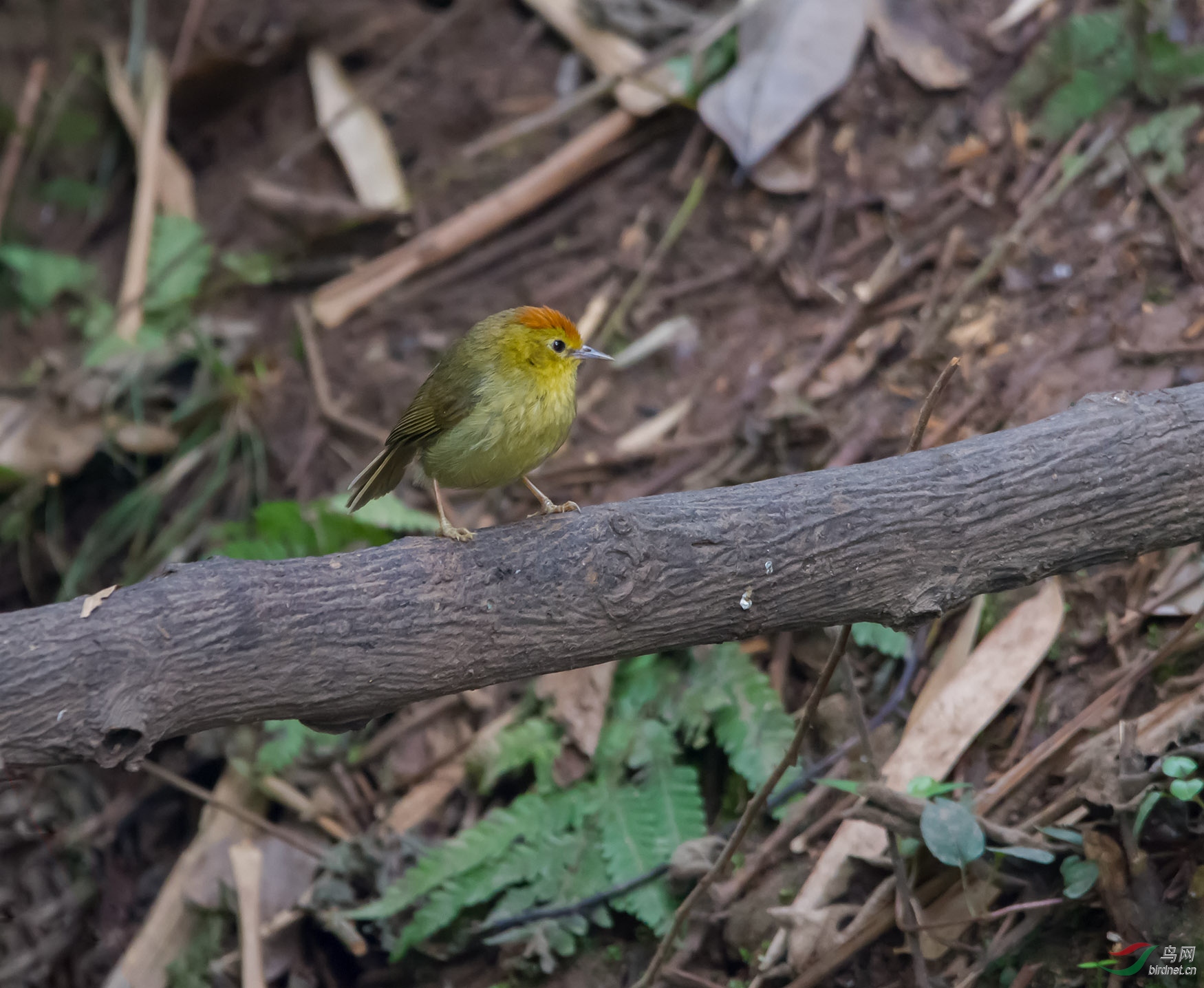 DSC_1383.jpg
