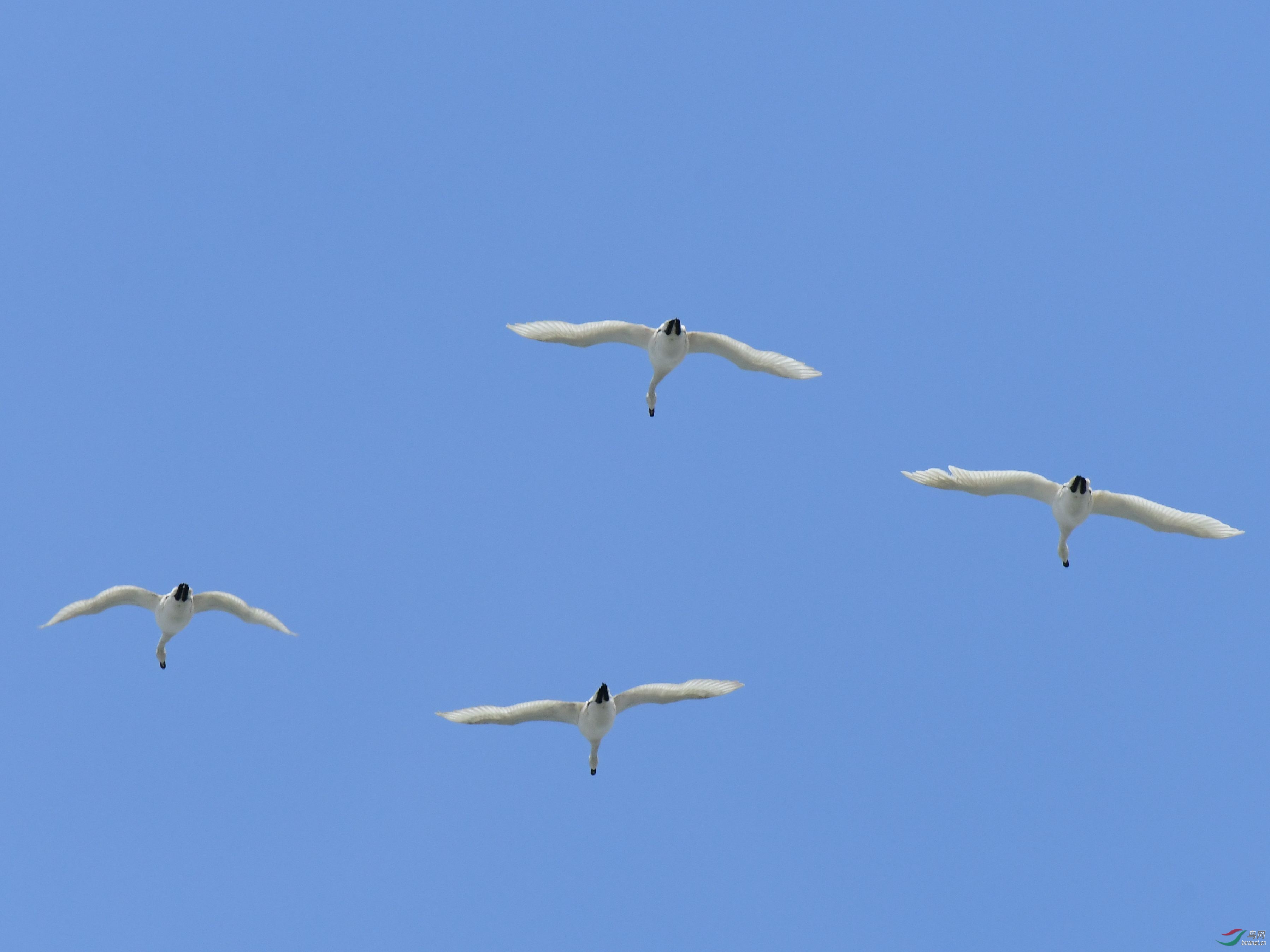 DSC_7042_����.jpg