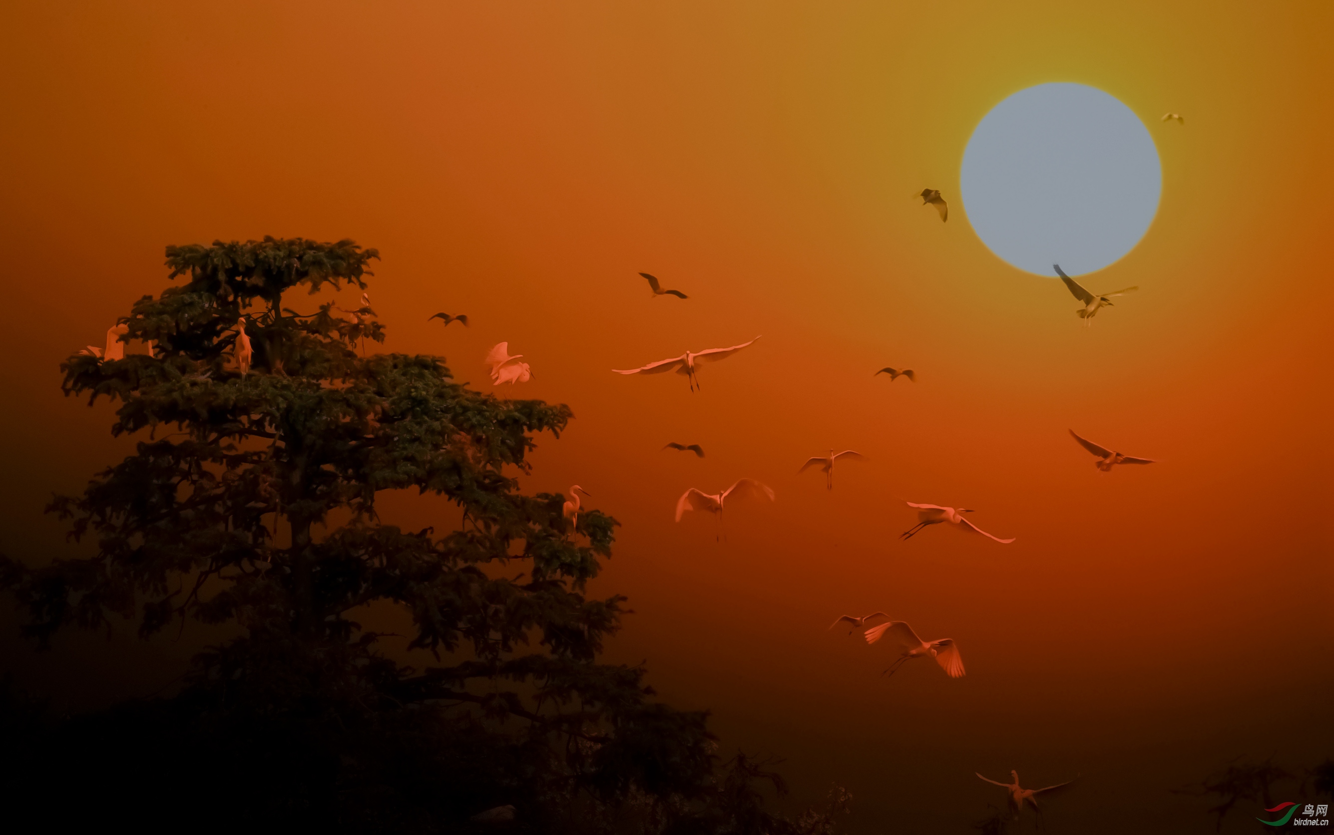 倦鸟归林恭贺获首页精华