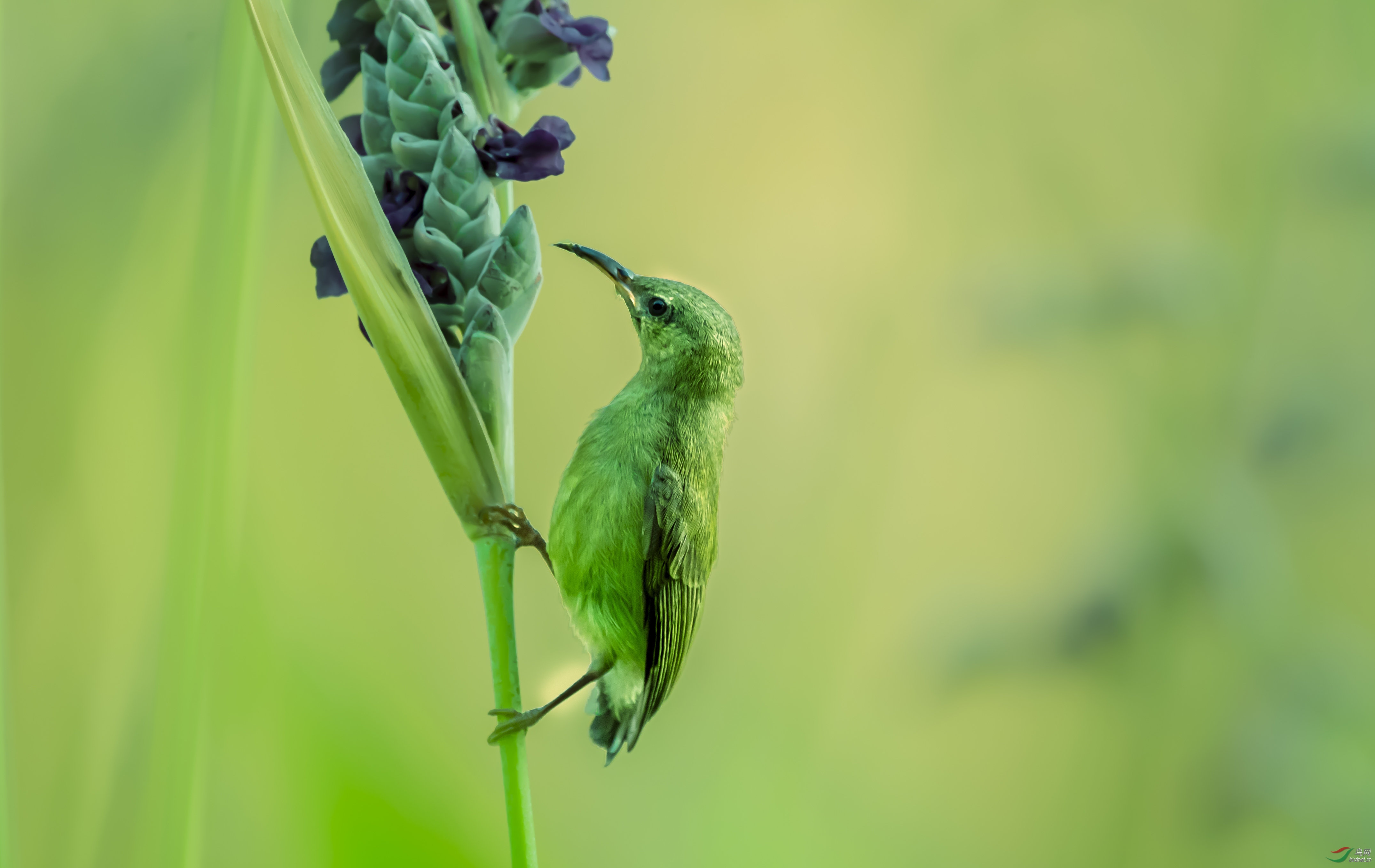 初开的紫花很鲜甜!