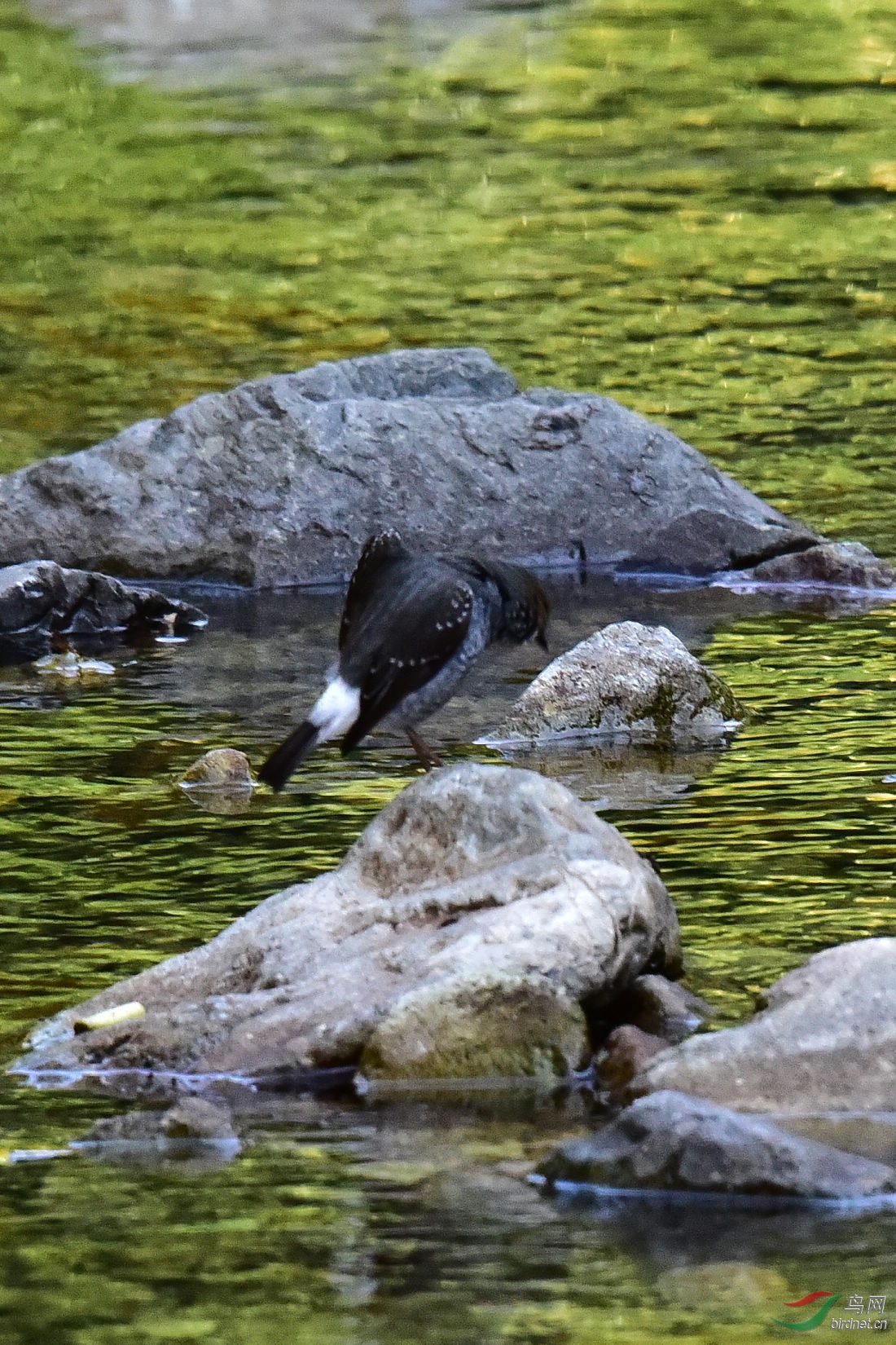 DSC_0917.JPG