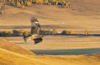1 (68).JPG