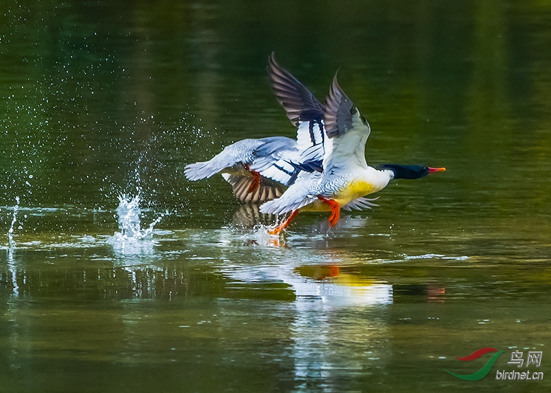 DSC_2575s.jpg