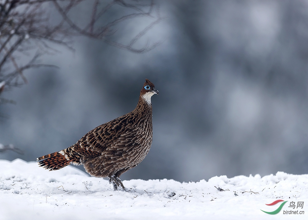 ��β��������