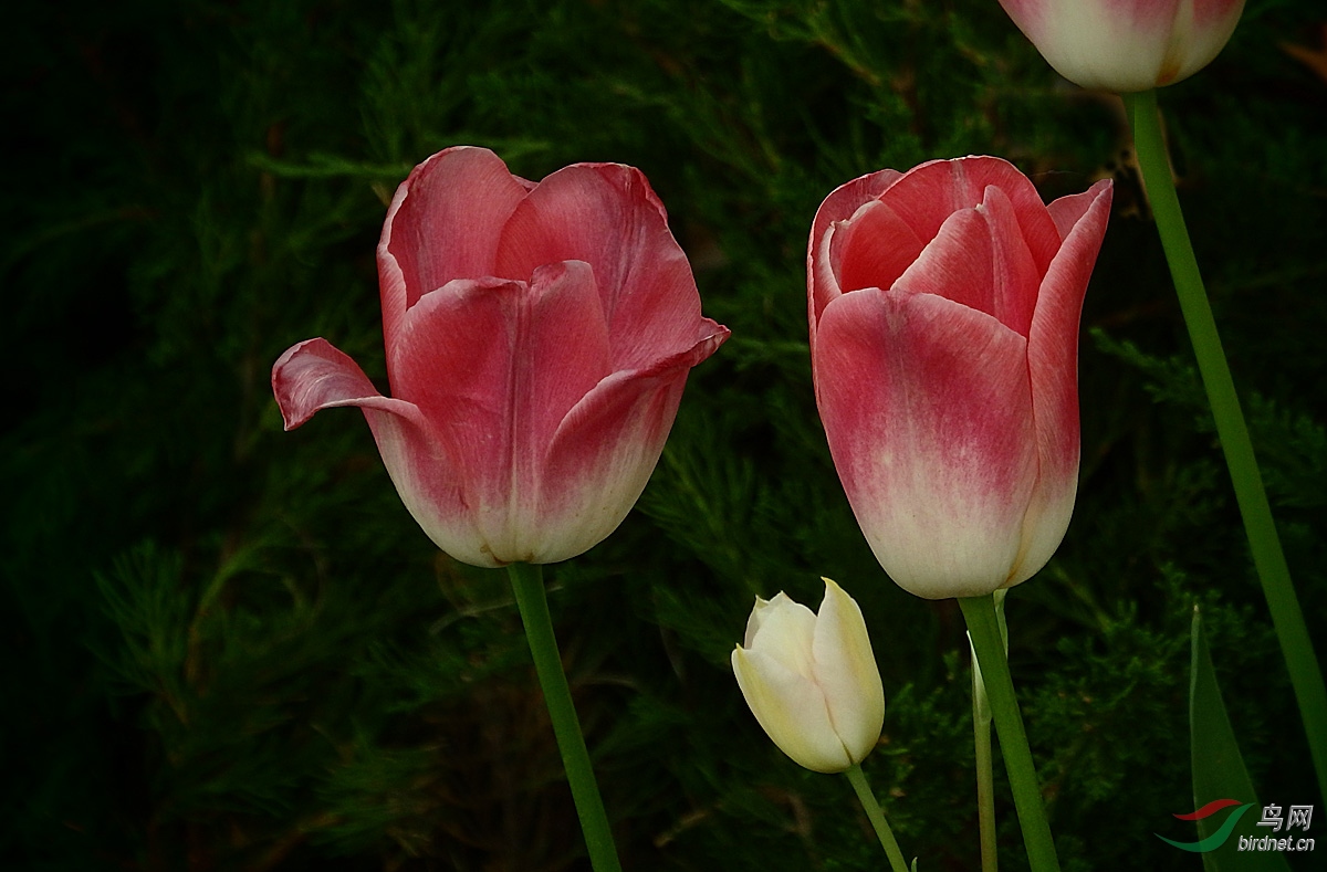P4072575.jpg