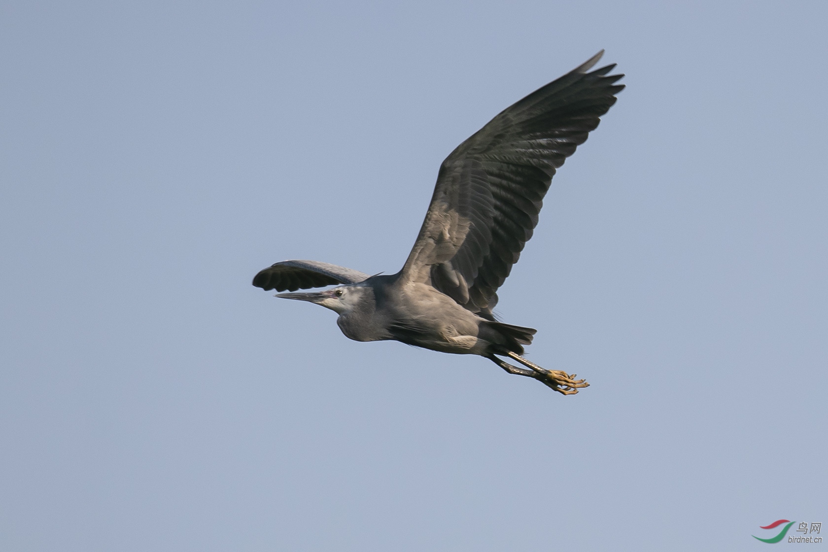 IMG_4217.jpg